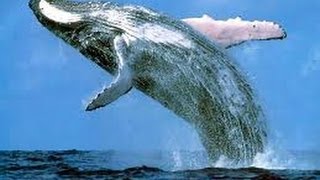 mystery of blue whales fish  TV5 [upl. by Areit]