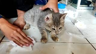 cara sembuh total dari virus panleu  fpv  panleukopenia part 1 anabul virushka kucing [upl. by Liz]