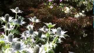 The Garden Ghost Eryngium giganteum [upl. by Rockwell428]