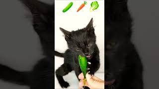 cat asmr 🥒 [upl. by Barabas]