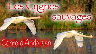 Livre audio  Les Cygnes sauvages conte dAndersen [upl. by Ylrebmic307]