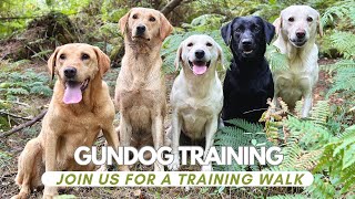 Come on a dog training walk amp find out the answers to some commonly asked questions labrador [upl. by Allix]