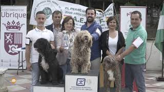 Concurso Nacional Canino del Perro de Agua Español [upl. by Salbu]