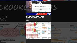 Archaea vs Bacteria [upl. by Forrester]