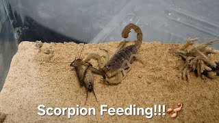 Scorpion Feeding VERY AGGRESSIVE amp HUNGRY SCORPION [upl. by Eidnar]