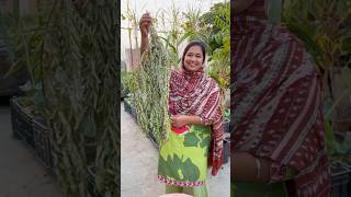 How to Store Curry Leaves Karri Patta for Lasting Full of Flavor curryleaves organicfarming [upl. by Sherrie]