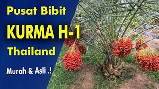 Bibit Kurma H1 Asli Thailand  Jenis Kurma Manis Dari Biji 80 Betina [upl. by Konstanze353]