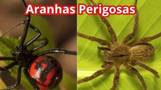 Aranhas perigosas  Aranha armadeira e Aranha víuva Negra [upl. by Keifer]