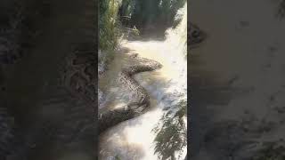 Titanoboa हा पार्क मध्ये 🐍 [upl. by Sirk]