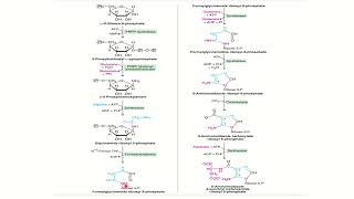 Purine Nucleotide Biosynthesis Malayalam [upl. by Currier]