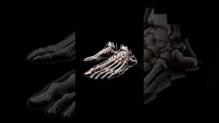 structure of human feet human feet humanfeet youtube [upl. by Joelynn]