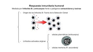 Inmunología 08  Respuesta inmunitaria humoral Teoría de la selección clonal [upl. by Getraer745]