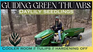 2024 NEW DAYLILY SEEDLINGS amp SUNSHINE  TULIPS  COOLER ROOM UPDATE  WEEDING [upl. by Desimone]