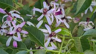 עץ אזדרכת פורח Melia azedarach with flowers [upl. by Niven]