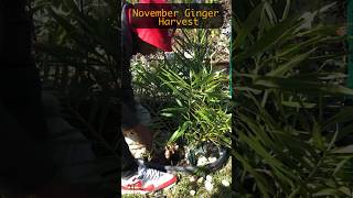 November Ginger Harvest shorts garden gardening ginger [upl. by Leonanie61]