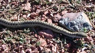 Another Garter Snake Mistaken For A Baby Bull Snake [upl. by Haag]