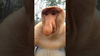 Proboscis monkey or longnosed monkey Nasalis larvatus [upl. by Foley]