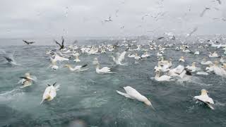 Gannets of Bass Rock [upl. by Adiela270]