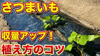 さつまいも苗を植える時にコレやると大きく育ちます！植え付け方（３種類）で芋の大きさ・数が変わってきます！ [upl. by Eessac]