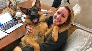 When your dog is your soulmate ❤️️ Cute Dog And Human Moments [upl. by Gardy]