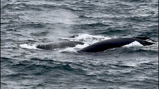 Parade amoureuse des baleines franches PerrinMcroisieresetpaquebots [upl. by Meredithe]