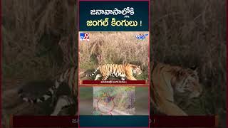 iSmart News  జనావాసాల్లోకి జంగల్ కింగులు   Forest Animals into Villages  TV9 [upl. by Amihsat]