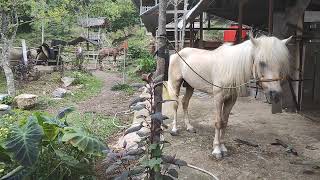 part 25 sounds horse sounds  Stallion and mare farm in stables renggong horses horse sounds [upl. by Nellad]