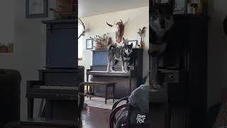 A dog playing the piano 😮😂 [upl. by Scutt]