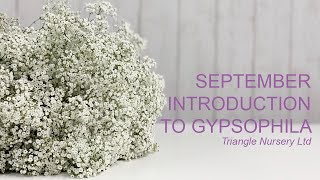 Introduction to Gypsophila [upl. by Delorenzo]