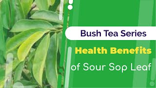 Health Benefits of Sour Sop Leaf Tea  Bush Tea Series  Jamaican Things [upl. by Luttrell]