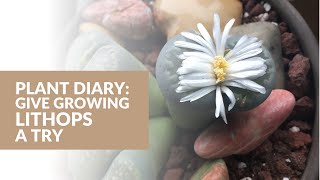 Plant Diary Give Growing Lithops a Try [upl. by Chatterjee499]