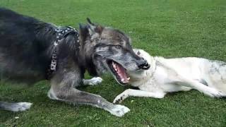 Czechoslovakian amp American Wolfdog playing tenderly [upl. by Griffin186]