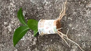 how to grow mogra from stem cutting  mogra jasmine growing from cutting [upl. by Magdalena]