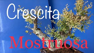 Crescita mostruosa Pre bonsai sughera [upl. by Beata]