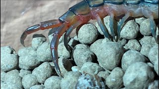 Egyptian jewel centipede feeding house cricket [upl. by Caye]