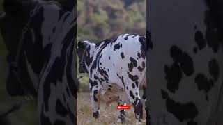 danger cow shorts shortfeed biganimal bigcow ytshorts animals cowmandi [upl. by Casanova]