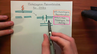 Homologous Recombination for Double Strand Breaks Part 1 [upl. by Lucian390]