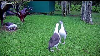 Laysan Albatross Practice Courtship With Dance Party – Mar 13 2018 [upl. by Hsur]