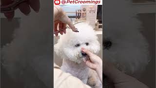 CUTEST Shih Tzu Puppy Haircut and Grooming Transformation pets grooming dogbreed groomingtime [upl. by Euqinahc]