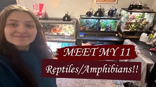 MEET MY 11 REPTILES [upl. by Llemmart]