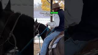 Unlocking Horse Focus Communication Through Clucking [upl. by Flanigan]