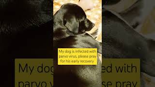 Parvo virus infection dog doglovers petcare yt informative [upl. by Kenn]