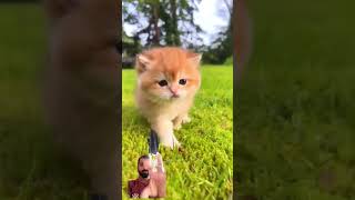 cat kittenish cute kittenoftheday [upl. by Nlycaj]