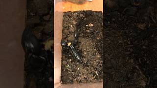 Scorpion feeding time wasilscience wildlifeeducation wildlife animals [upl. by Kred770]