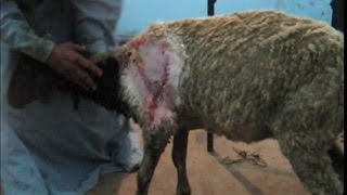 Suturing Lacerated wound in sheep 🐑 भेड़ में तमसा 🐑 Ferida em ovelha 🐑 Herida en oveja 🐑 บาดแผลในแกะ [upl. by Onaireves866]