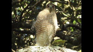 Coopers Hawk Accipiter cooperii Kathryn Abbey Hanna Park [upl. by Oidiple]