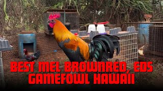 Best Mel Brownred Eds Gamefowl Hawaii [upl. by Adnerad]