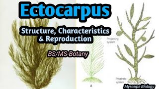 Ectocarpus  Structure Characteristics amp Reproduction  Urdu amp Hindi [upl. by Anh]