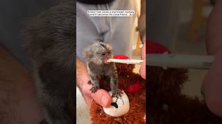 From Rescue to Family A Baby Monkeys Journey🐒 [upl. by Nahgen]