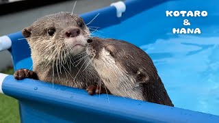 プール掃除してたらカワウソがイチャつきはじめた My Otters Think Pool Cleaning is Playtime [upl. by Oterol993]